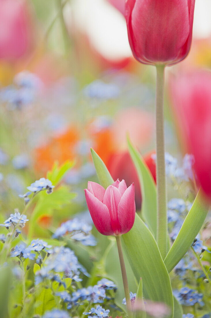 Tulips and forget-me-nots in full bloom