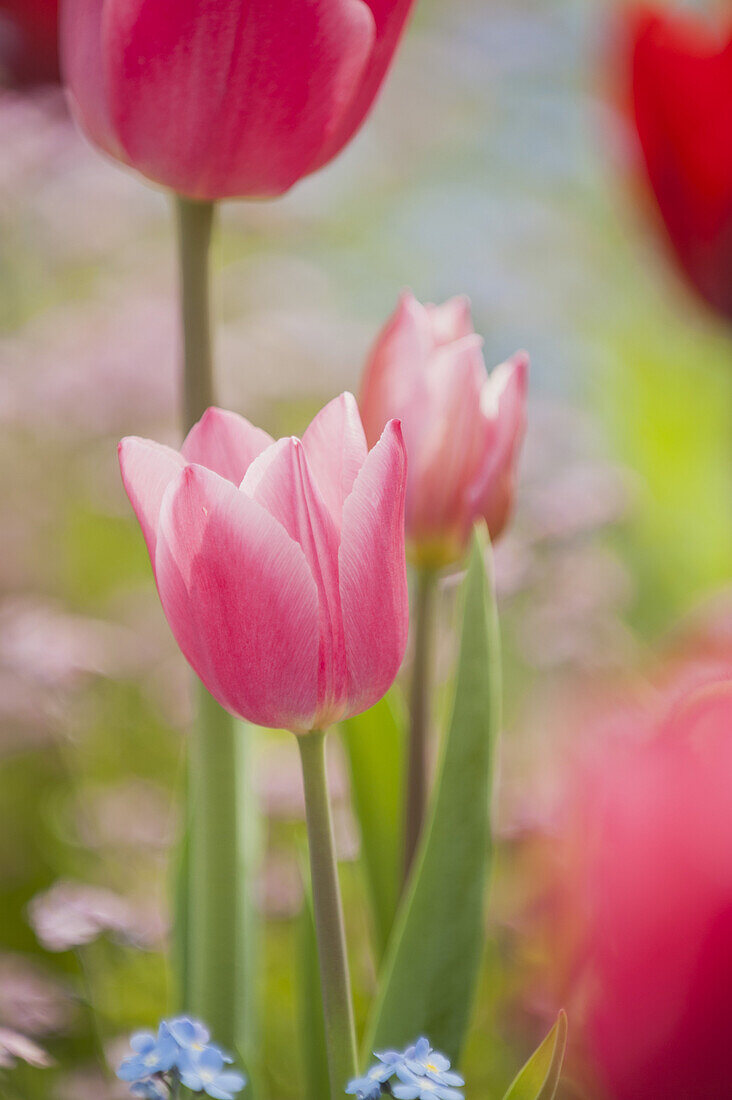 Pink tulips