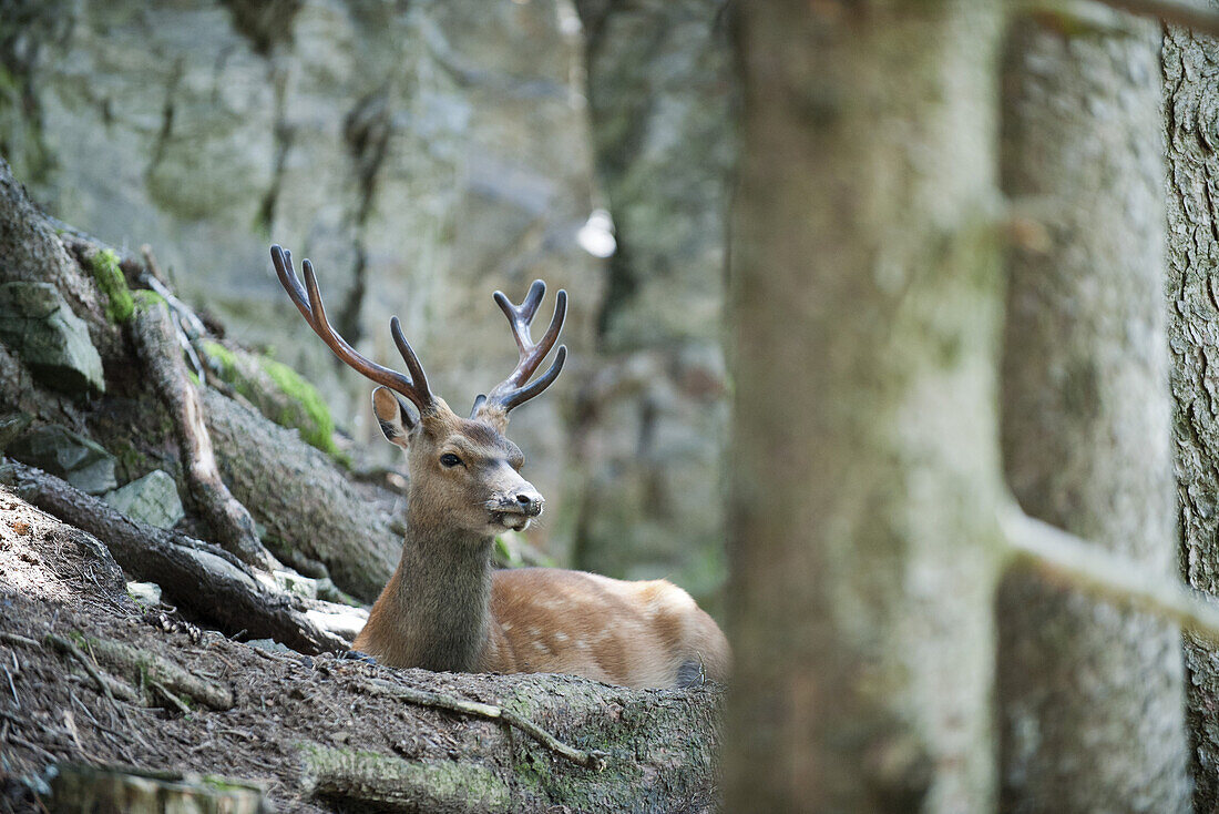 Buck in woods