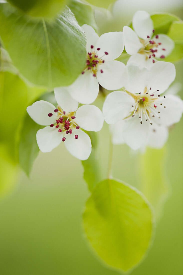 Apfelblüten