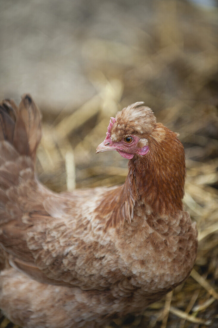 Hen resting on straw