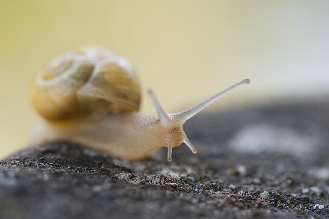 Snail crawling on rock