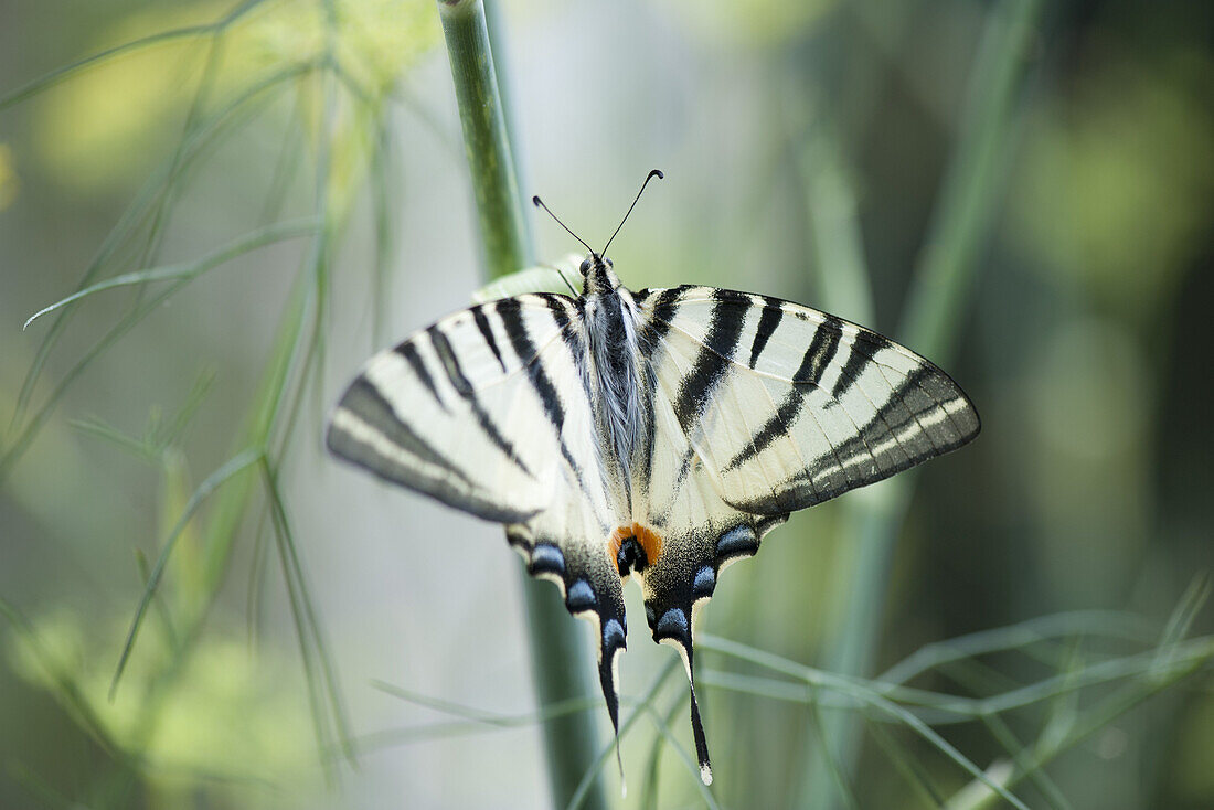 Zebra swallowtail butterfly