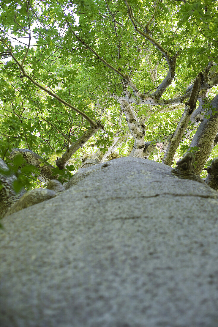 Tree, low angle view