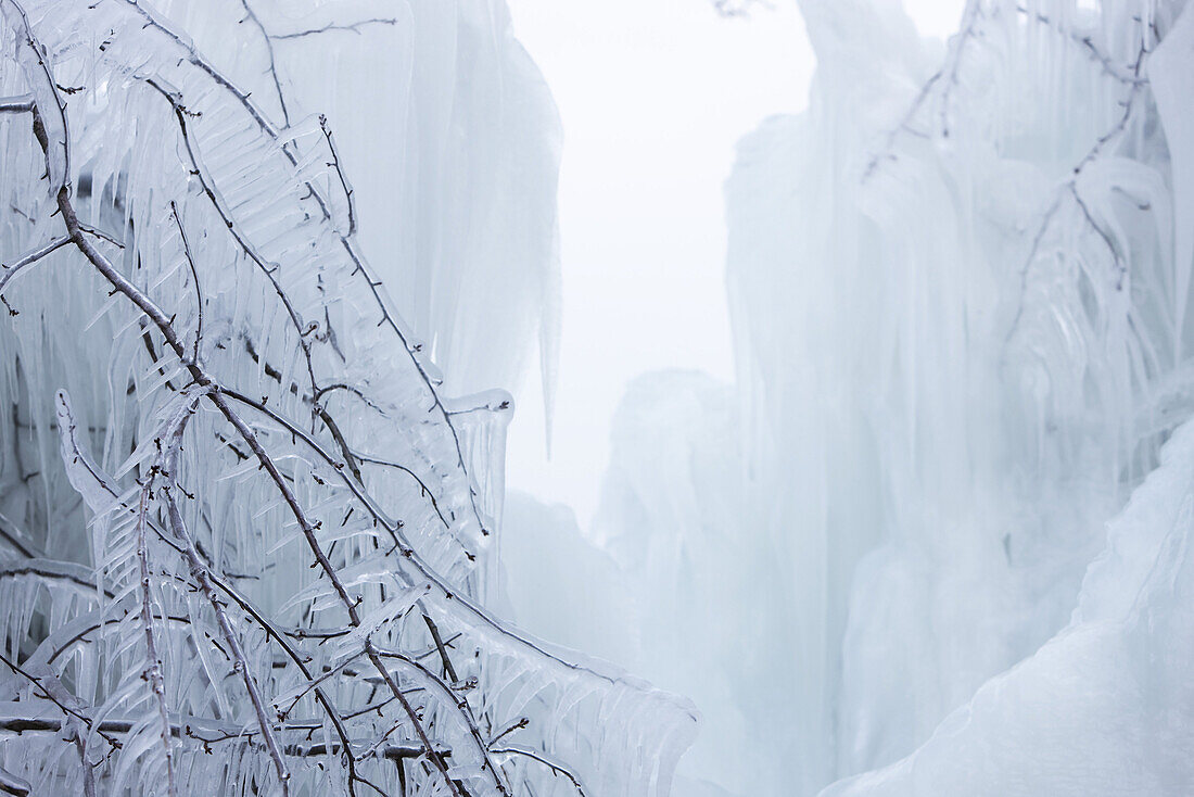 Ice-covered braches in winter landscape