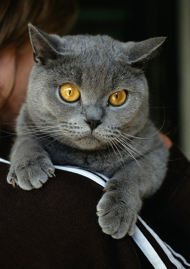 Gray Chartreux cat on person's shoulder, close-up