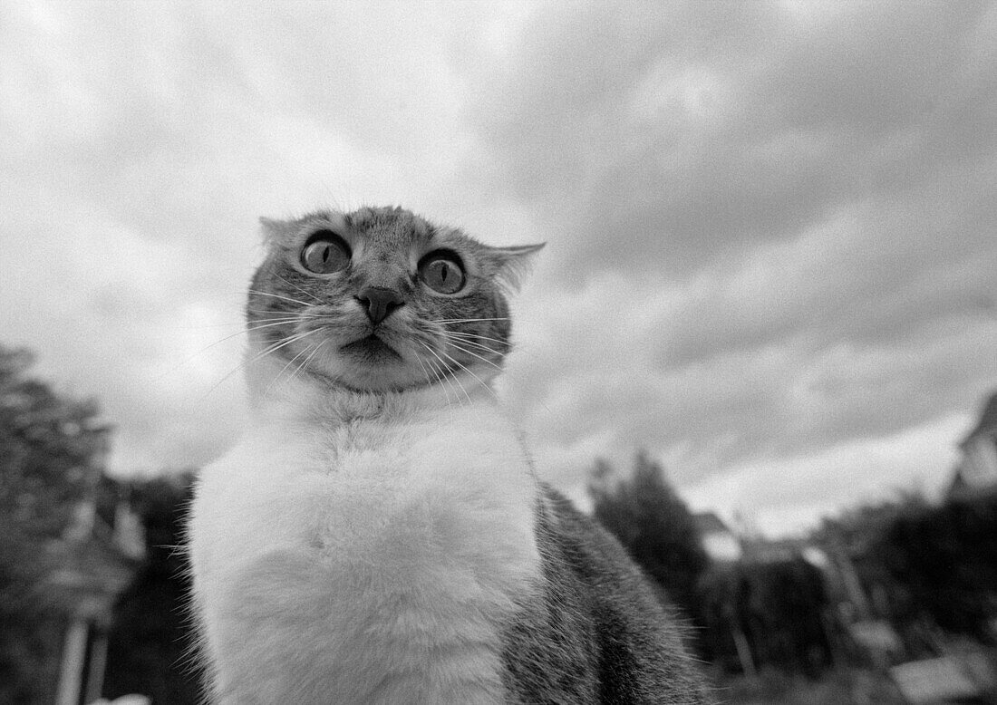 Cat's face, black and white, low angle view