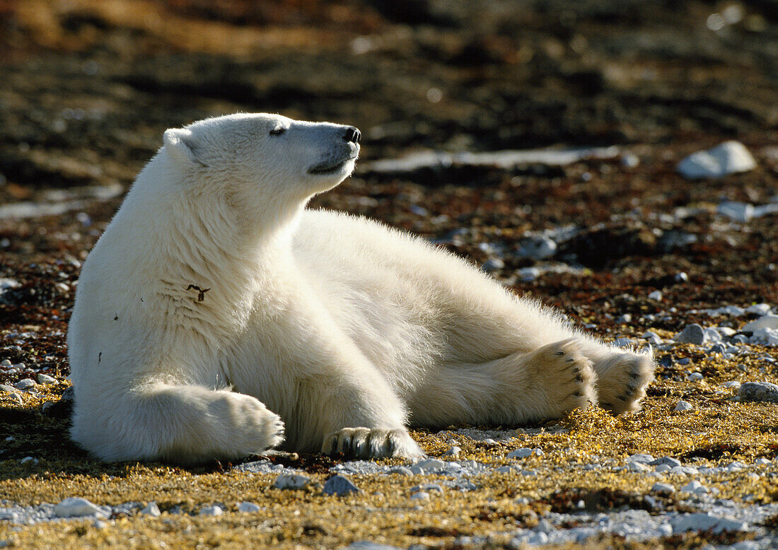 Polar Bear (Ursus maritimus) lying in sun, Canada