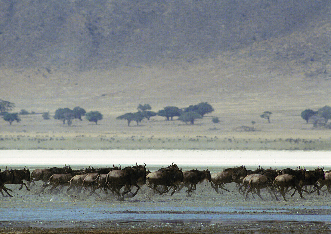 Africa, Tanzania, herd of Blue Wildebeests (Connochaetes taurinus) running across muddy savannah