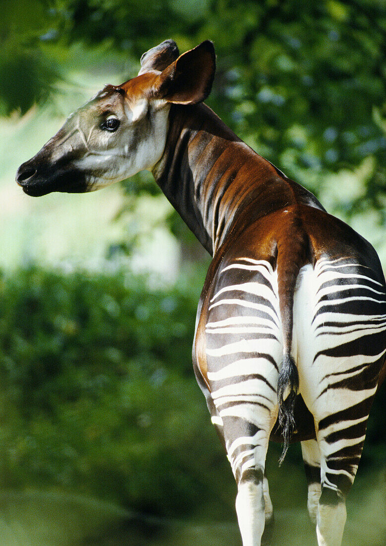 Okapi (Okapia johnstoni) rear view, Democratic Republic of Congo, Africa