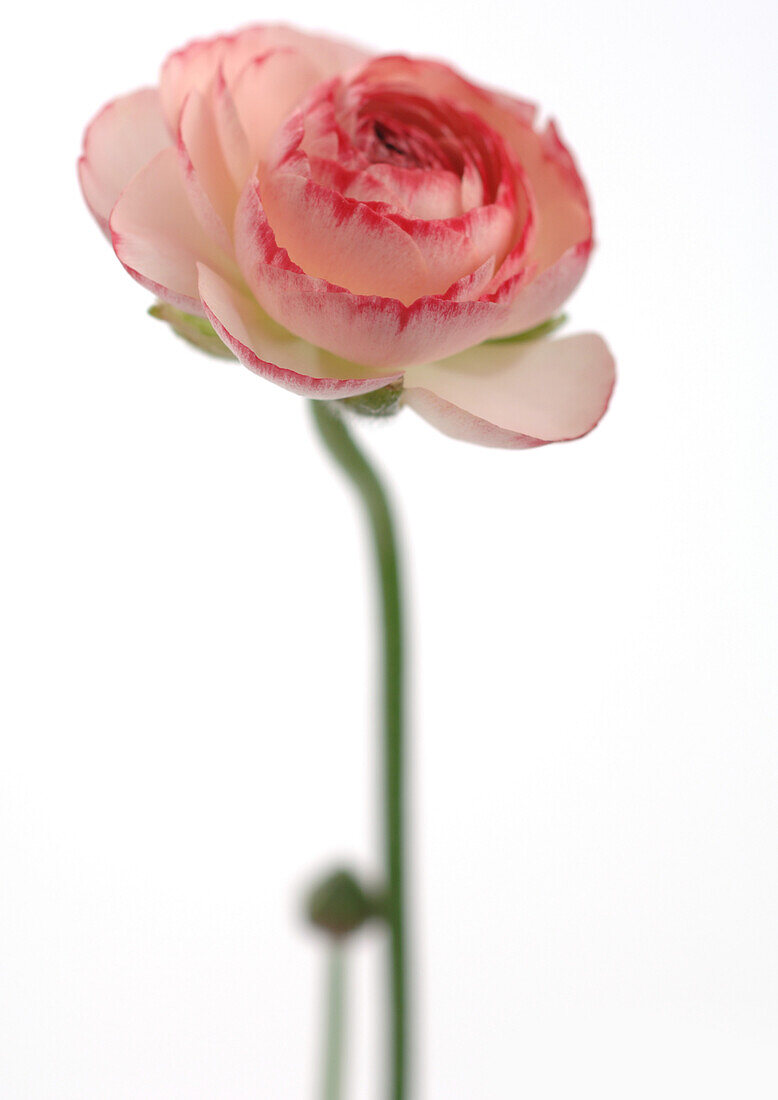 Ranunculus flower