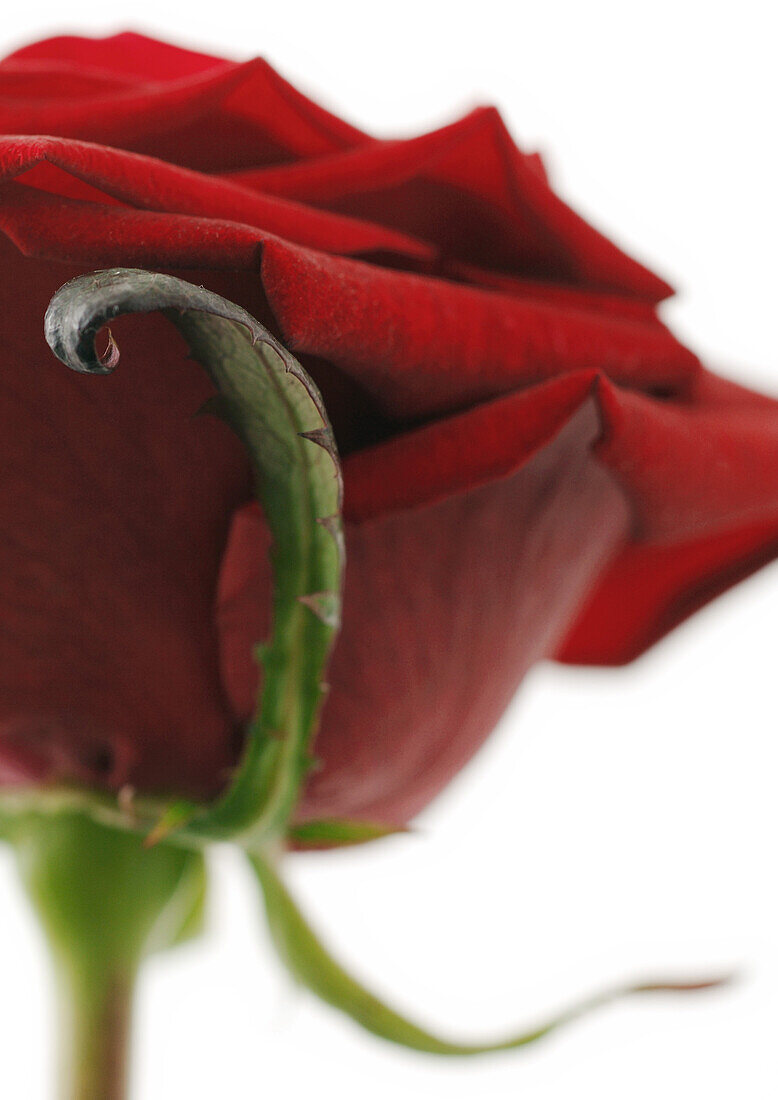 Red rose