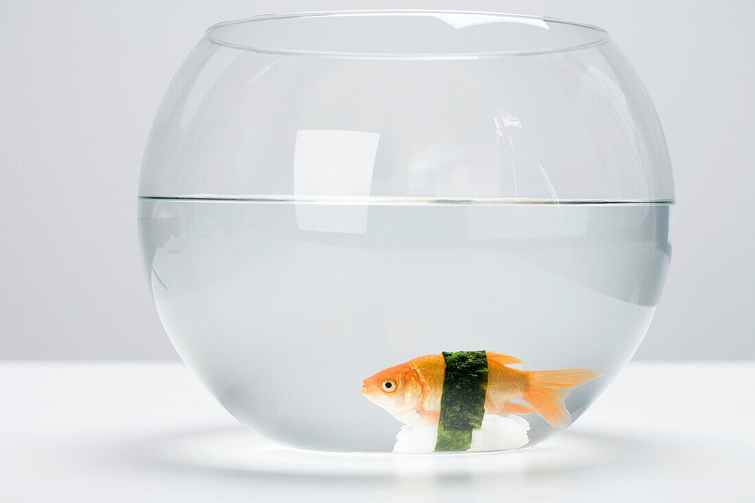 Goldfish prepared as nigiri sushi placed at bottom of fishbowl, side view