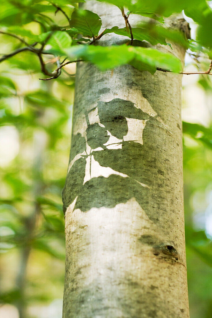 Tree trunk with shadows of leaves on it, close-up