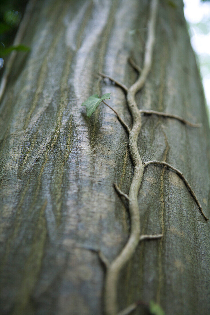 Tree trunk with vine growing up it, close-up