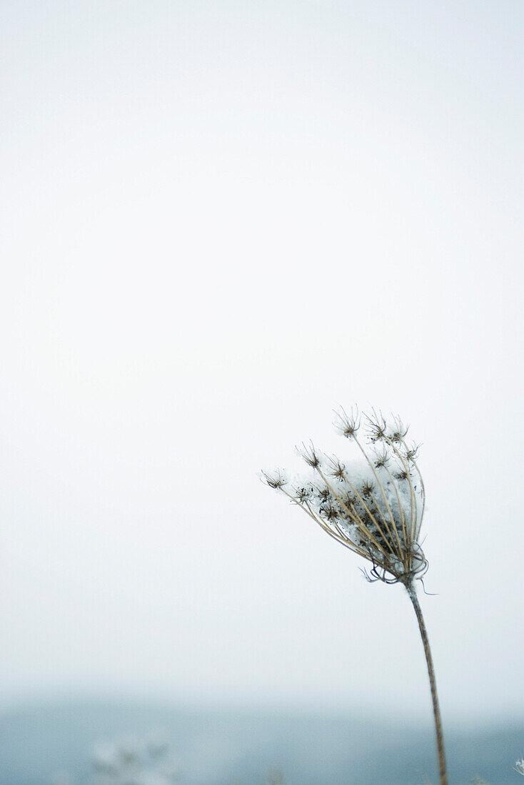 Dried Queen Anne's lace with snow