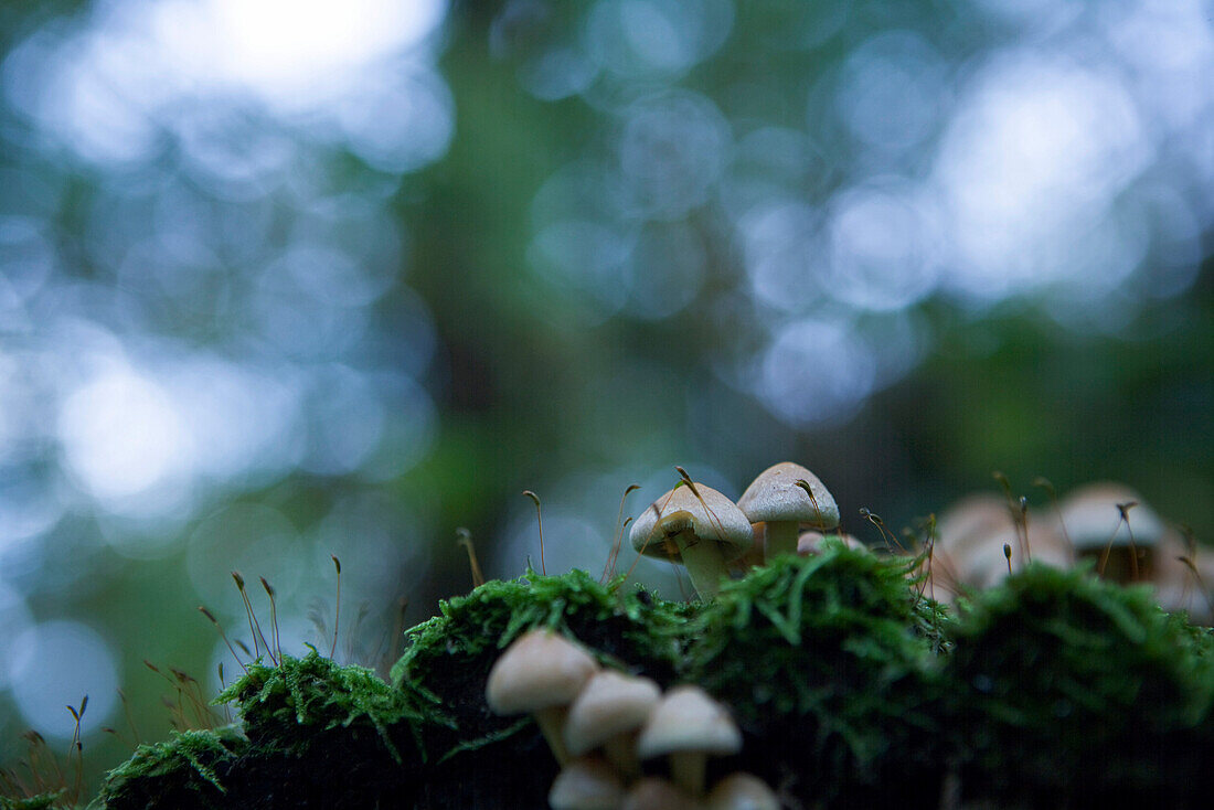 Mushrooms and other vegetation