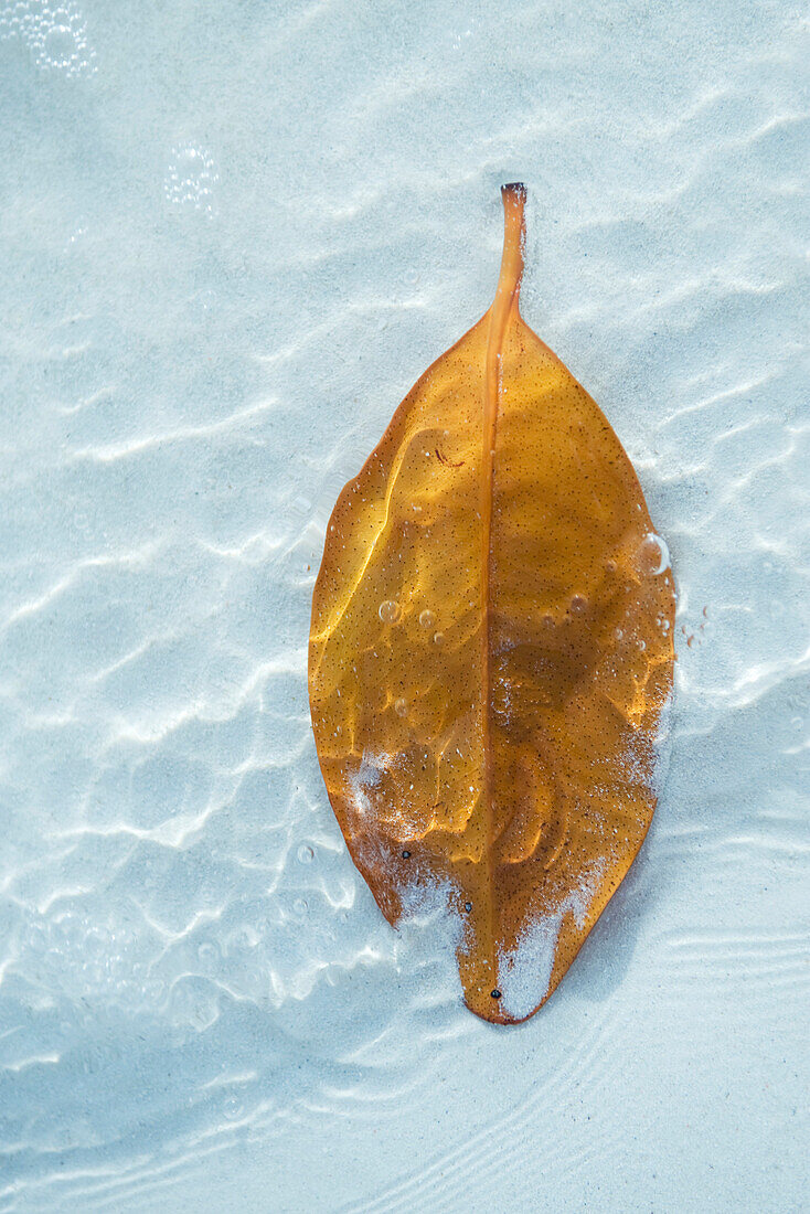 Leaf in water, partially covered by sand, close-up