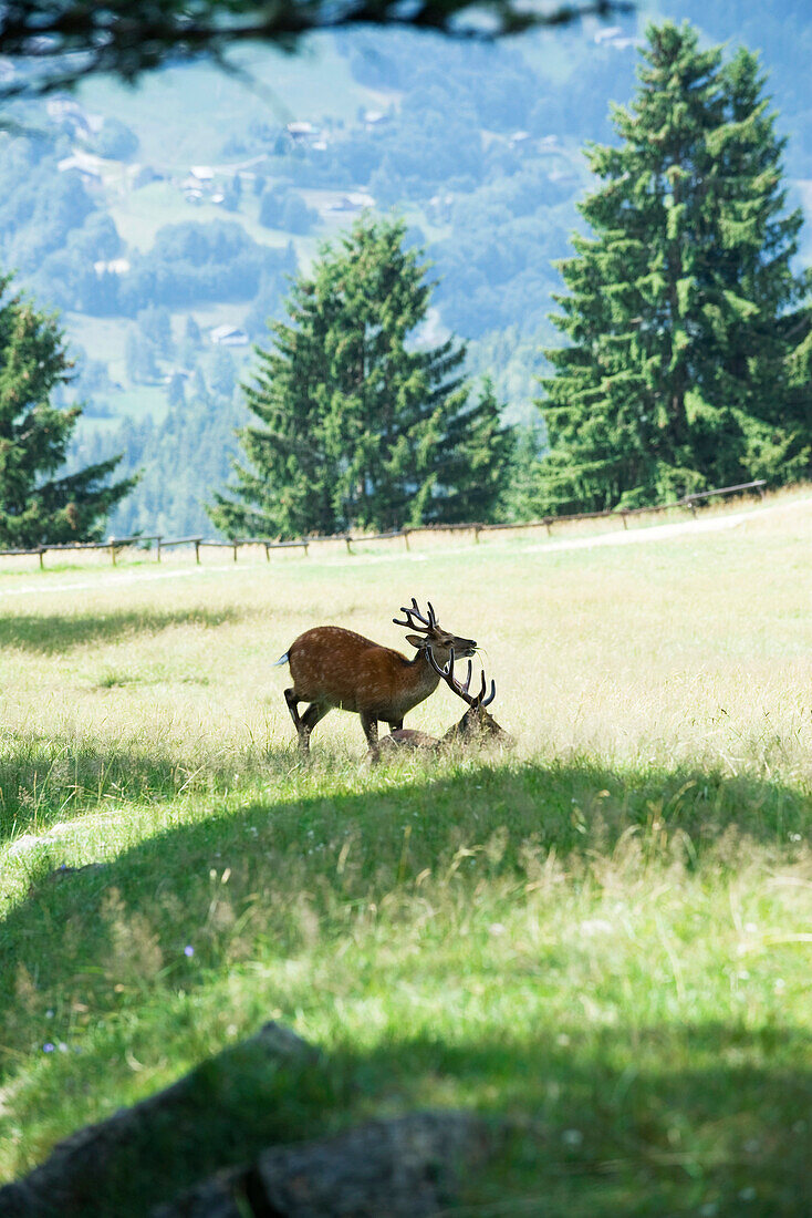 Two bucks in a sunny meadow