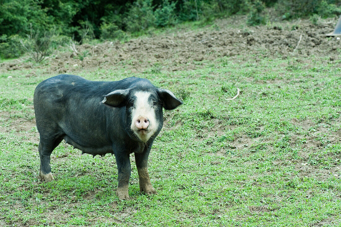 Sow standing in field