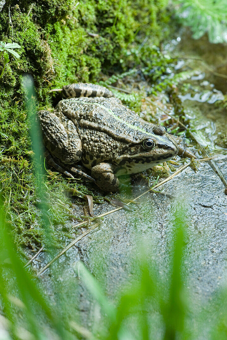 Natterjack toad crouched on moss by mud