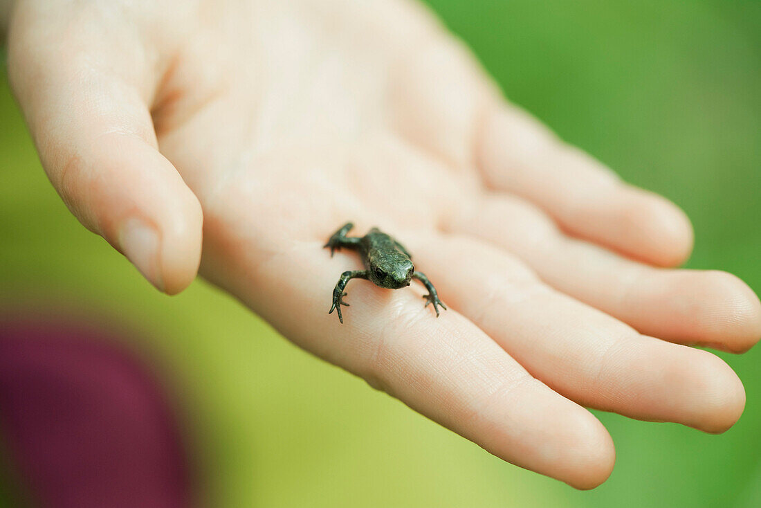 Tiny Gardiner's frog (Sooglossus gardineri) on person's palm