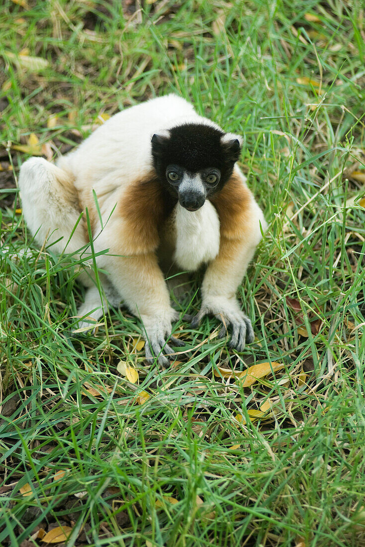 Diademed Sifaka (Propithecus diadema)