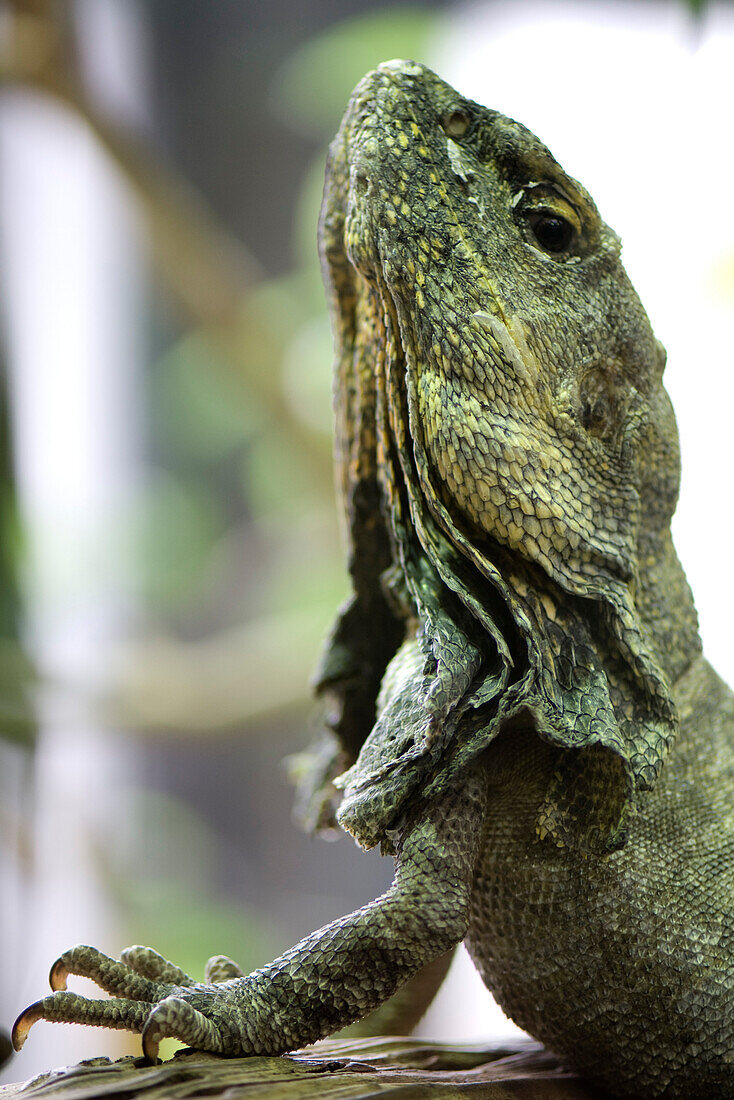 Frill-necked lizard (Chlamydosaurus kingii) looking up