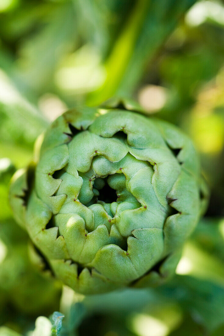 Artichoke growing in garden
