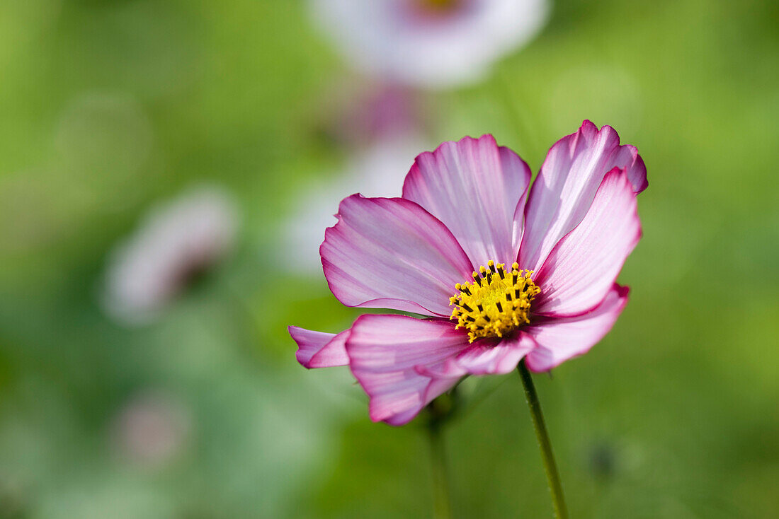 Purple cosmos flower, close-up