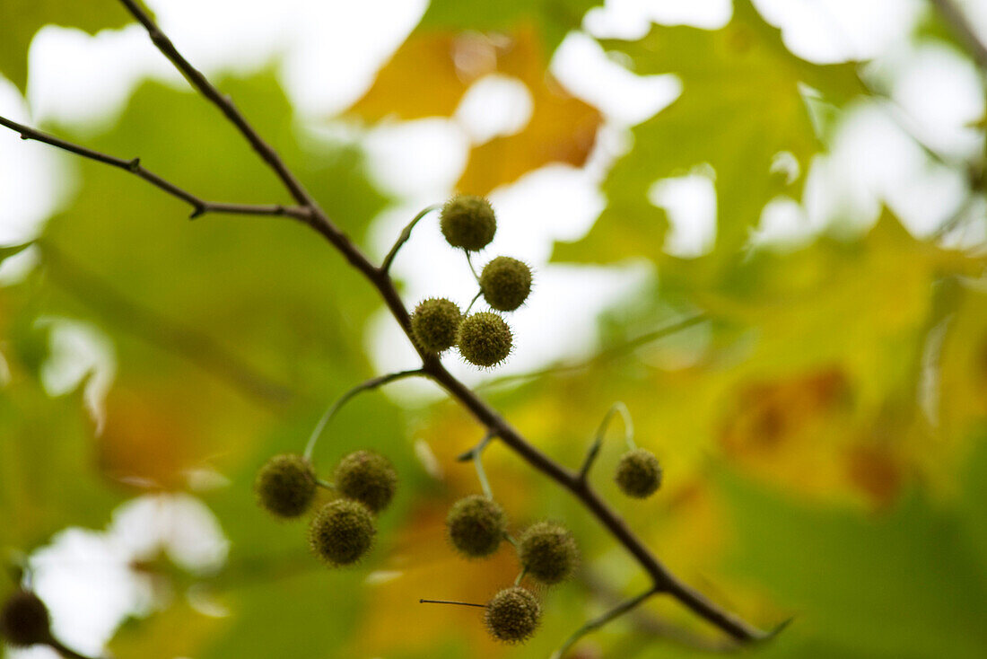 Sycamore branch, close-up