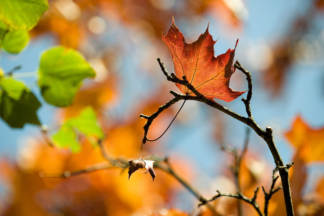 Maple leaf caught on bare branch