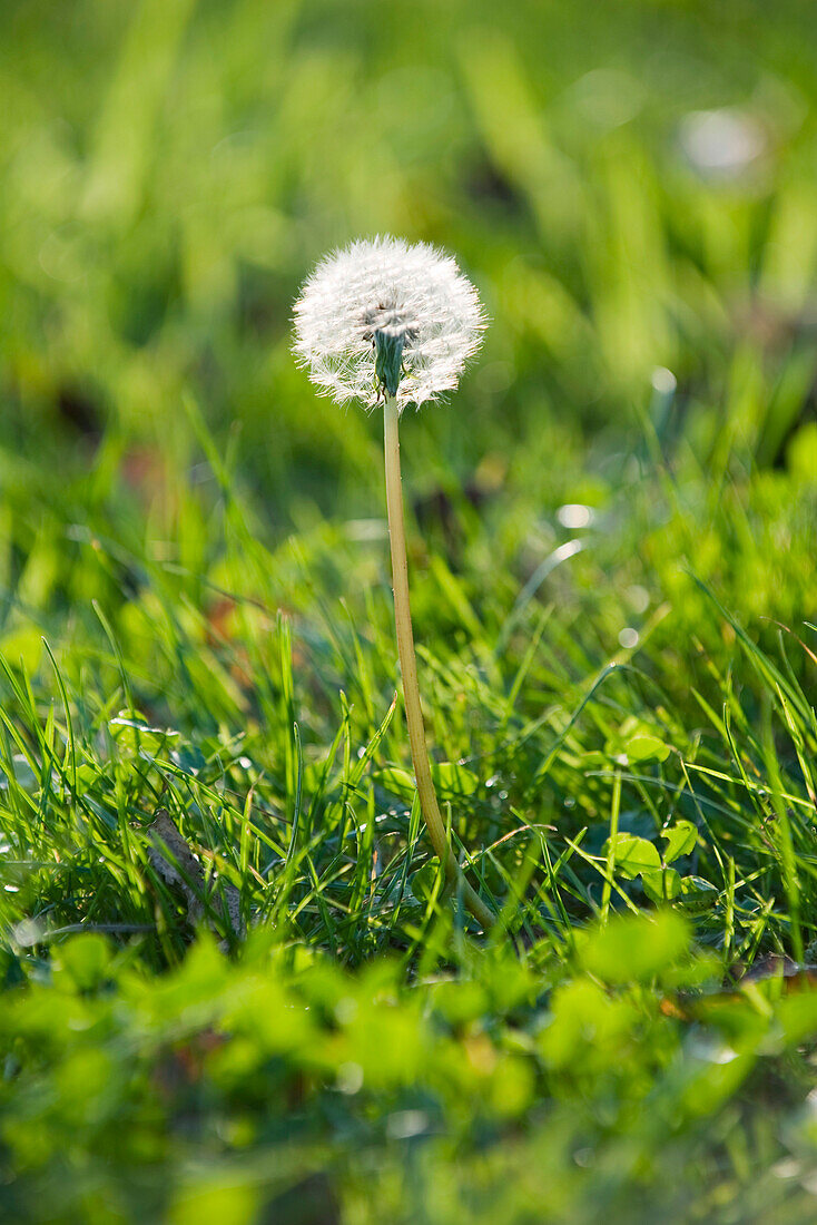 Dandelion growing in grass