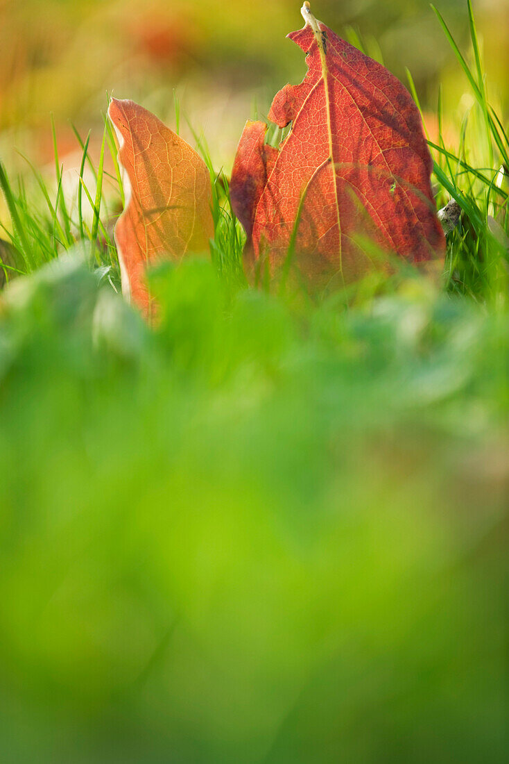 Autumn leaves in grass, close-up