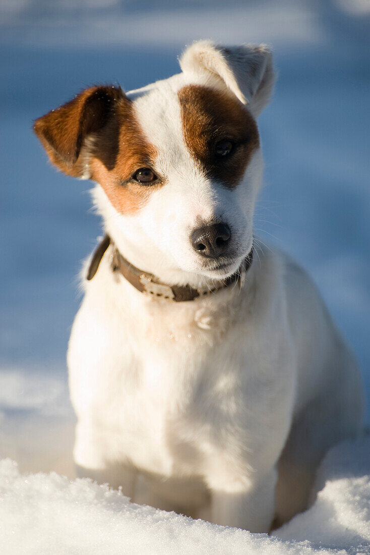 Dog sitting in snow, portrait