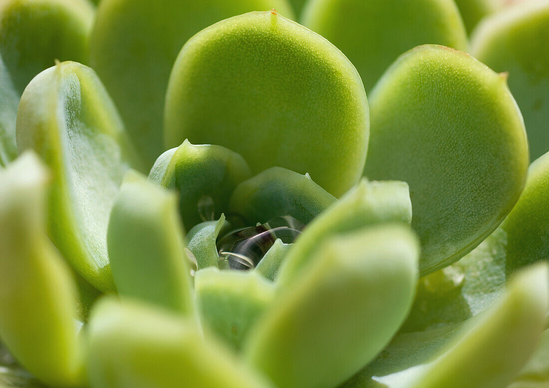 Hens and chicks