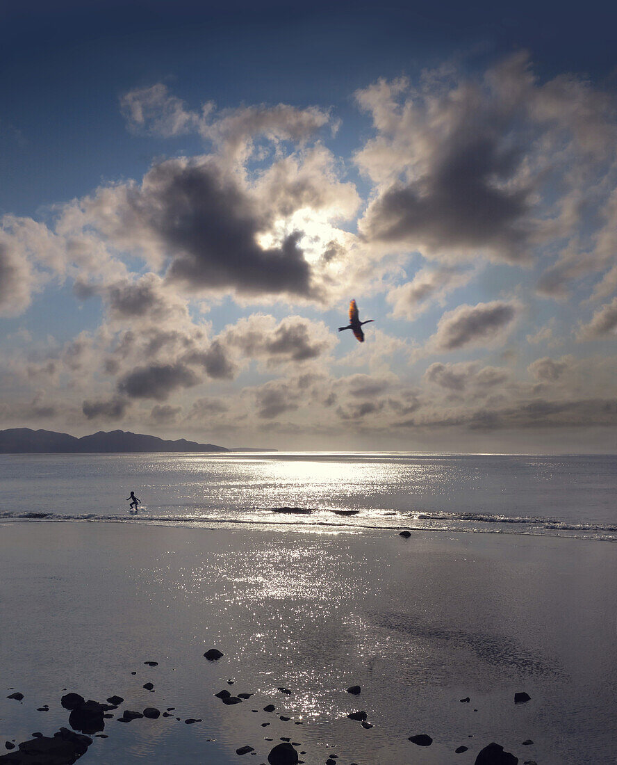 Cormorant flying over a beach at sunset with a boy playing in the water, Batan Island, Batanes, Philippines, Asia