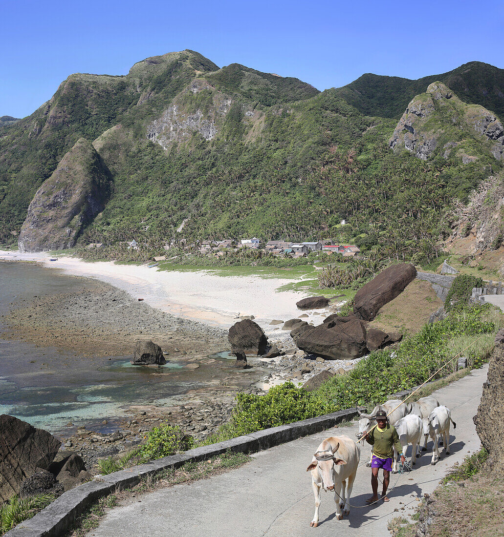 Chavayan Village with cow herder and landscape, Sabtang Island, Batanes, Philippines, Asia