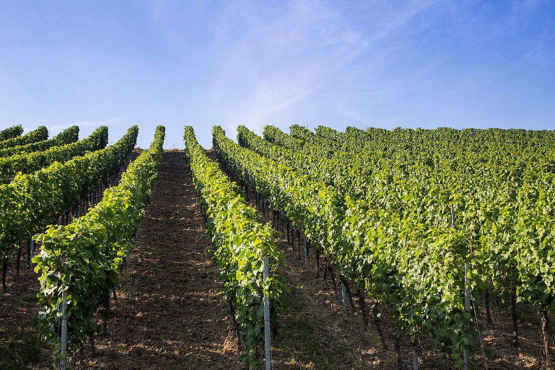 Weinberg am Stein-Wein-Pfad oberhalb der Stadt, Würzburg, Franken, Bayern, Deutschland