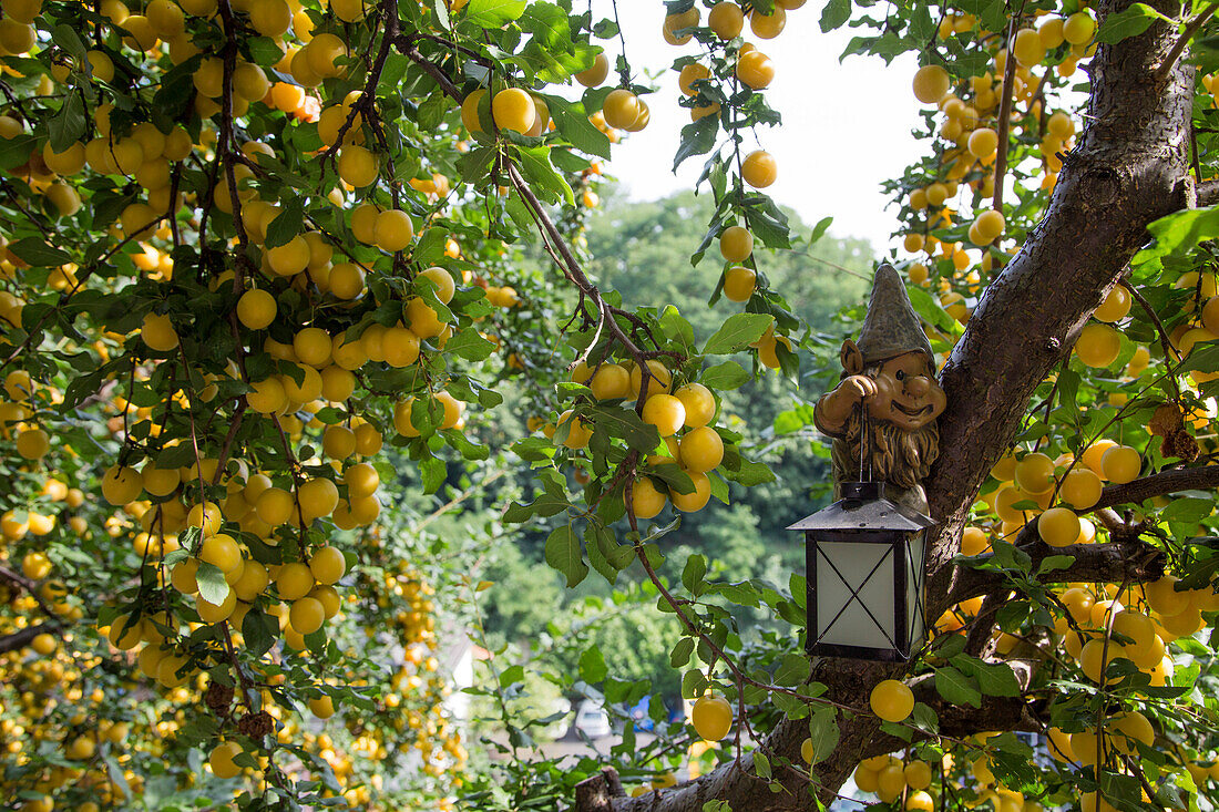 Bountiful mirabelle plum fruit on a tree at vineyard, Aschaffenburg, Franconia, Bavaria, Germany