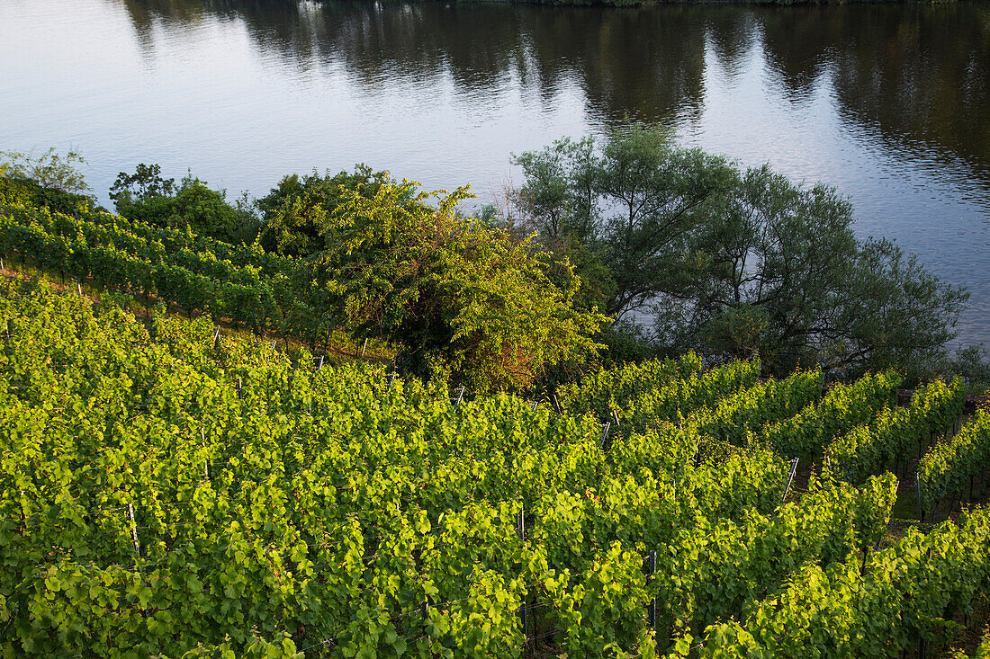 Weinberg am Ufer vom Fluss Main, Aschaffenburg, Franken, Bayern, Deutschland