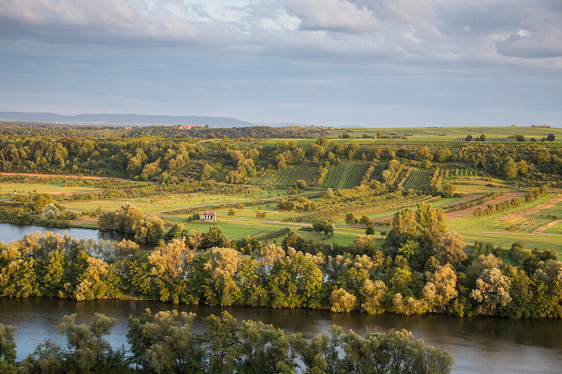 View over vineyard at the Mainschleife of the Main river, near Volkach, Franconia, Bavaria, Germany