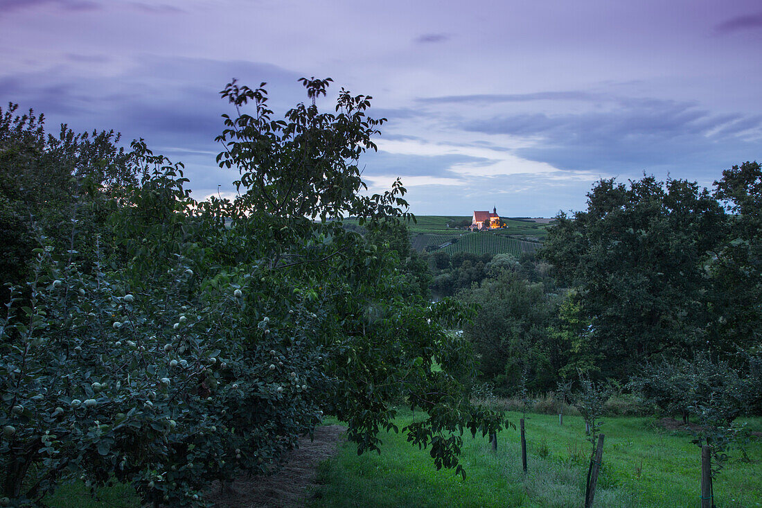 Quince and fruit tree orchard with Maria im Weingarten pilgrimage church in the distance at dusk, Volkach, Franconia, Bavaria, Germany