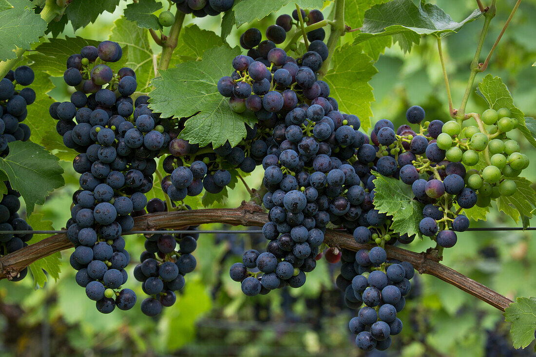 Trauben der Rebsorte Red Regent an Weinreben im Weinberg Sommeracher Katzenkopf, nahe Sommerach, Franken, Bayern, Deutschland