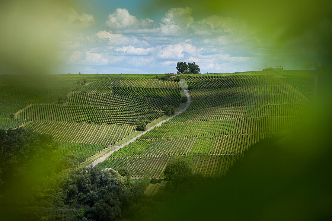 View from Escherndorfer Fuerstenberg vineyard to Nordheimer Voegelein and Sommeracher Katzenkopf vineyards, near Neuses am Berg, Franconia, Bavaria, Germany