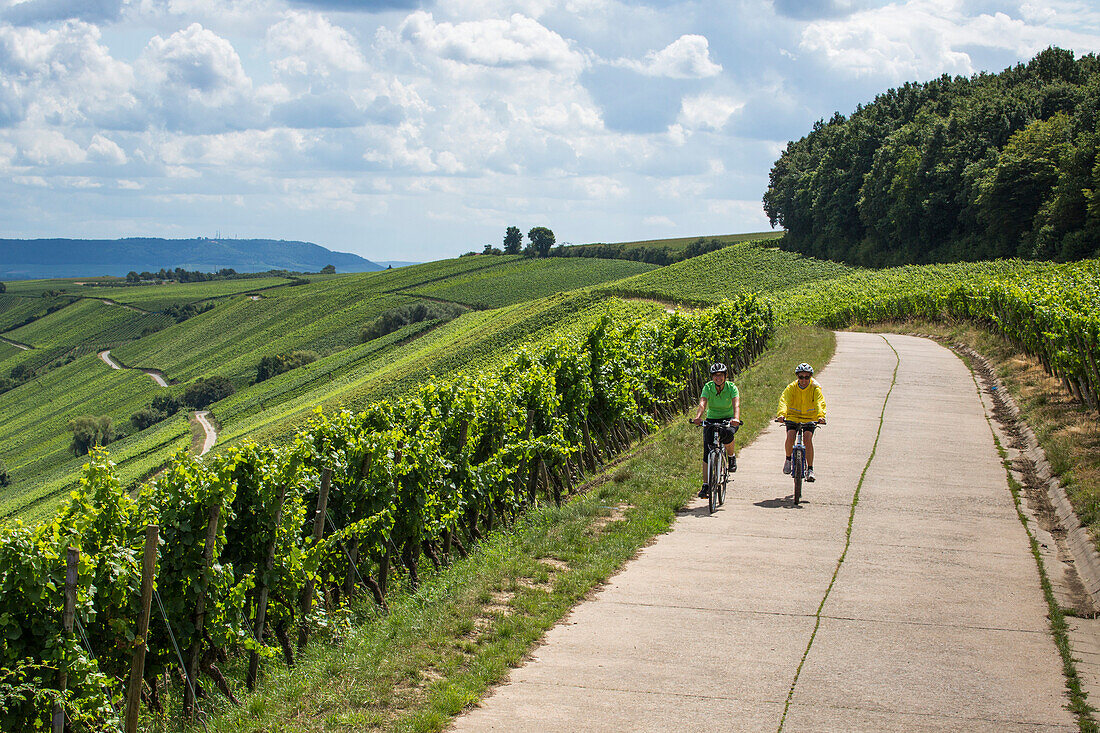 Cyclists on a path through Escherndorfer Fuerstenberg vineyard, near Keohler, Franconia, Bavaria, Germany