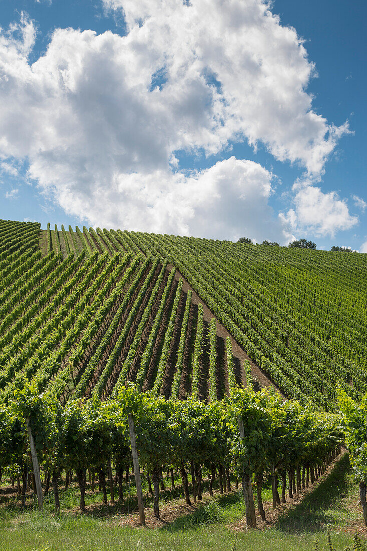 Escherndorfer Fürstenberg vineyard, near Escherndorf, Franconia, Bavaria, Germany