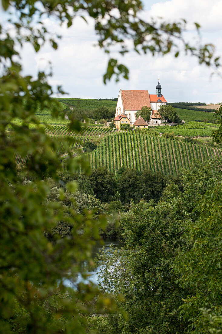 View through trees to vineyard and Maria im Weingarten pilgrimage church near the Main river, Volkach, Franconia, Bavaria, Germany