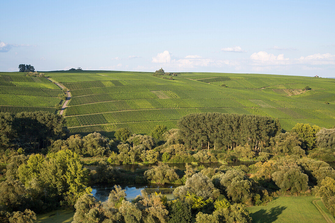 Blick vom Weinberg Escherndorfer Fürstenberg über Mainschleife vom Fluss Main auf die Weinberge Nordheimer Vögelein und Sommeracher Katzenkopf, nahe Escherndorf, Franken, Bayern, Deutschland