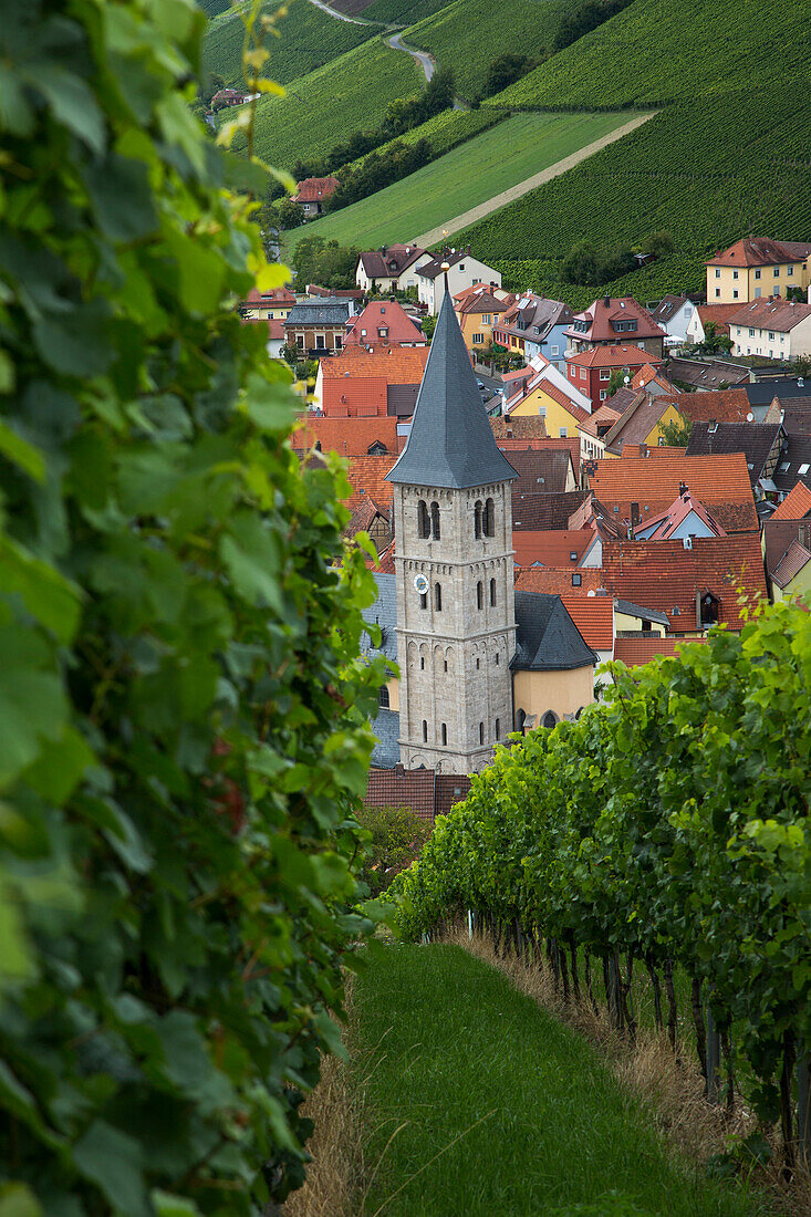 Blick auf Kirchturm von Randersacker durch Weinreben am Weinberg Marsberg, Randersacker, nahe Würzburg, Franken, Bayern, Deutschland